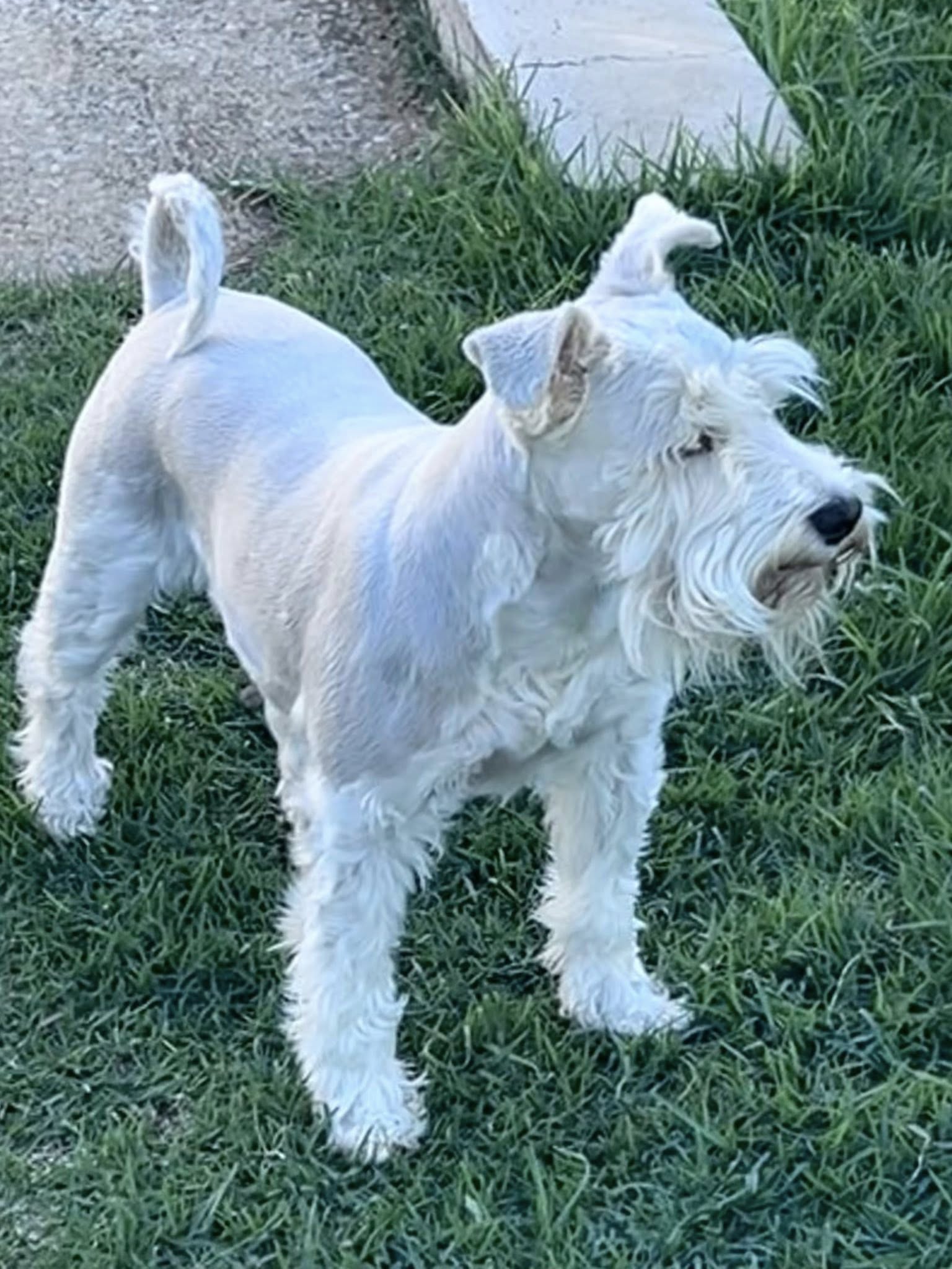 Krystoff — Whaltron Kennels